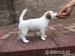 Jack Russell Terrier - Prodej