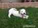 Jack Russell Terrier - Prodej