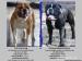 Kontinentální buldok-Continental Bulldog s PP FCI - Prodej