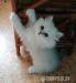 Perská činčila - kocourek bez PP  - Prodej