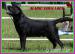 Labradorský retriever - Prodej