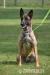 Belgický ovčák malinois - Prodej