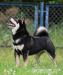 Shiba Inu, Shiba zapowiedź miotu metryka ZKwP/FCI - Sprzedaż