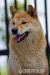 Shiba Inu, Shiba zapowiedź miotu metryka ZKwP/FCI - Sprzedaż