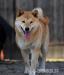 Shiba Inu, Shiba zapowiedź miotu metryka ZKwP/FCI - Sprzedaż