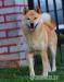 Shiba Inu, Shiba zapowiedź miotu metryka ZKwP/FCI - Sprzedaż