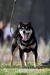 Shiba Inu, Shiba zapowiedź miotu metryka ZKwP/FCI - Sprzedaż