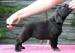 Štěňata Labrador Retriever s PP - Prodej