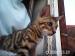 Bengálské kotě, kocourek - Prodej