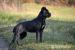 Štěňátka Cane Corso s PP - Prodej