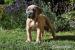 Štěňátka Cane Corso s PP - Prodej