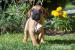 Štěňátka Cane Corso s PP - Prodej