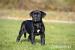 Štěňátka Cane Corso s PP - Prodej