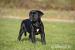 Štěňátka Cane Corso s PP - Prodej