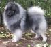 Keeshond - vlčí špic štěňata - Prodej