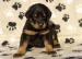 Štenata Beaucerona S PP - Prodej