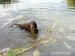 flat coated retriever s PP - Prodej