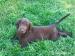 flat coated retriever s PP - Prodej