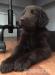 flat coated retriever s PP - Prodej