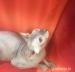 Don Sphynx - Prodej
