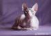 Don Sphynx - Prodej