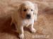 Štěně zlatého retrívra (Golden retrievera) s PP - Prodej