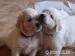 Štěně zlatého retrívra (Golden retrievera) s PP - Prodej