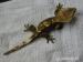 Pagekon řasnatý - Rhacodactylus ciliatus - Prodej