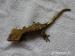 Pagekon řasnatý - Rhacodactylus ciliatus - Prodej