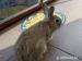 Zakrslý králíček - Prodej