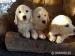 Golden Retriever szczeniaki gotowe do nowych domow - Predaj