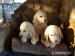 Golden Retriever szczeniaki gotowe do nowych domow - Sprzedaż
