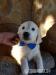 Golden Retriever szczeniaki gotowe do nowych domow - Predaj