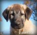 Kangal s PP - Prodej