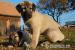 Kangal s PP - Prodej
