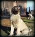 Kangal s PP - Prodej