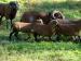 kamerunská ovce jehnička beránek - Prodej