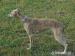Whippet /Vipet/ - fenečky s pp - Prodej