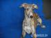 Whippet /Vipet/ - fenečky s pp - Prodej