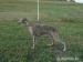 Whippet /Vipet/ - fenečky s pp - Prodej