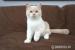 Britské kotě kočička bicolor s PP - Prodej