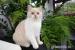 Britské kotě kočička bicolor s PP - Prodej