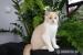 Britský kocourek kotě bicolor s PP - Prodej
