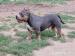 American Bully  - Predaj