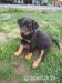 Beauceron s PP  - Prodej