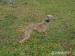 Whippet /Vipet/ - fenky s pp - Prodej