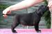 Černý pejsek Labrador Retriever s PP - Prodej