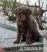 Chesapeake bay retriver s PP(jako hnědý labrador) - Prodej