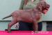 Chesapeake bay retriver s PP(jako hnědý labrador) - Prodej