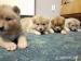 Akita INU - Predaj